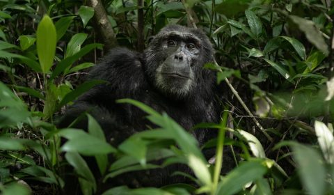 Adult chimpanzee