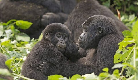 Gorilla family