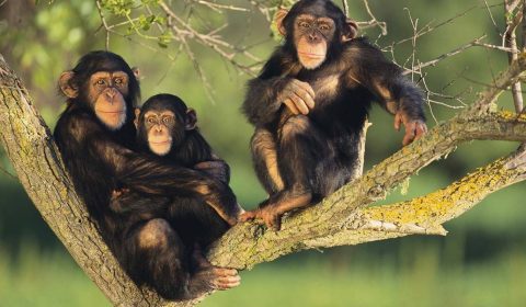 chimpanzee