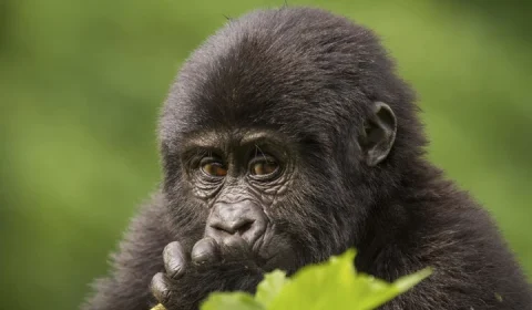 young-mountain-gorilla-volcanoes-national-park-rwanda